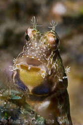 Banded Blenny.  Ningaloo Reef, Western Australia.  Canon ... by Ross Gudgeon 